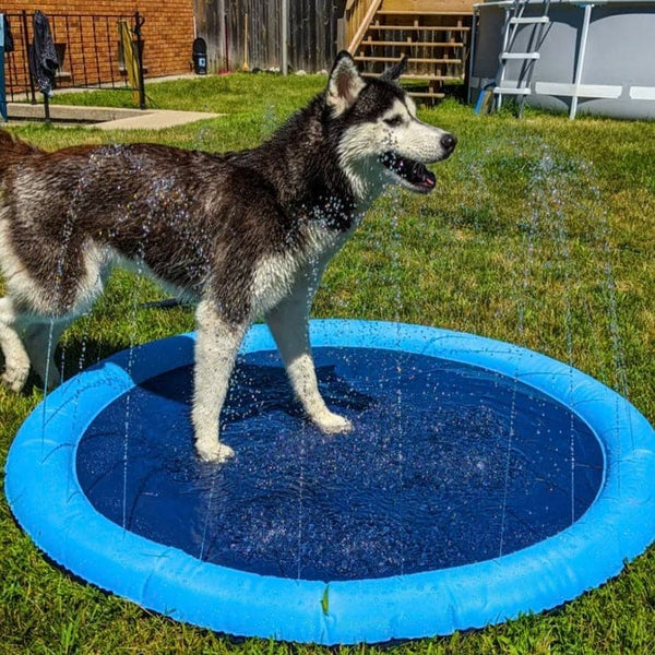 Puppy Splash Pad