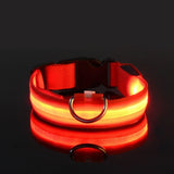Glowing Dog Collar